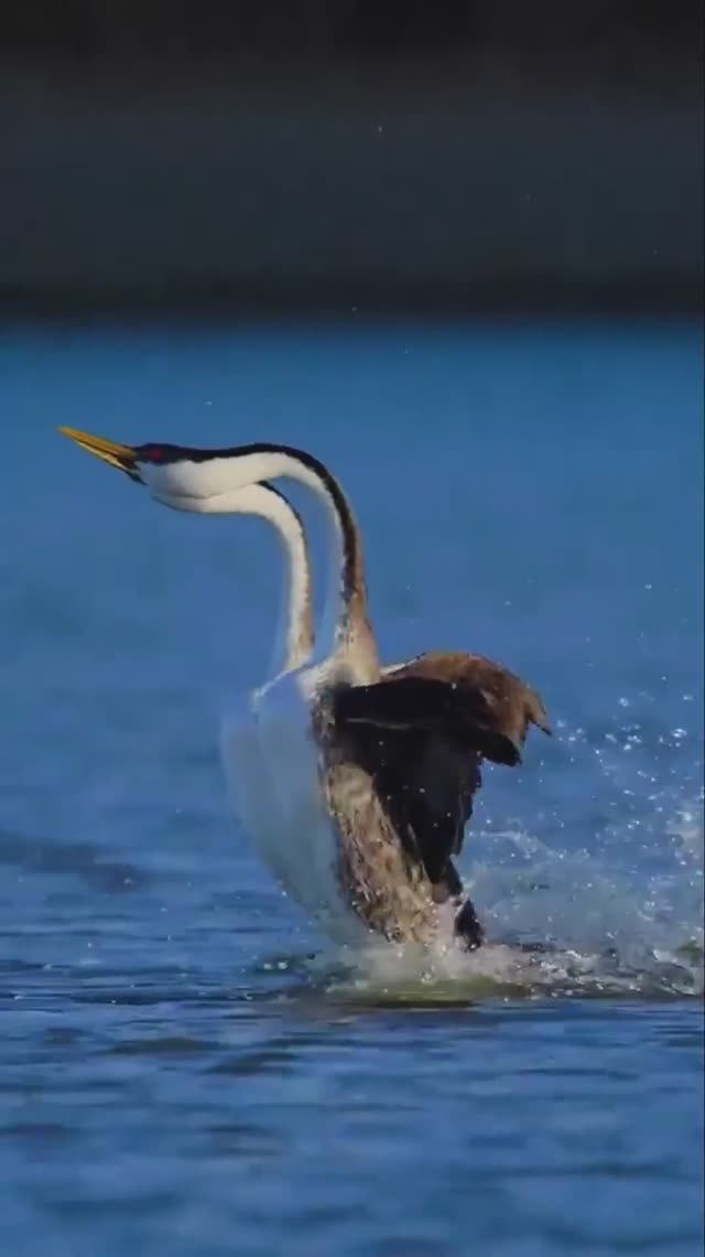Водный балет североамериканской поганки смотреть онлайн