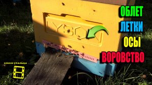 ПОСЛЕДНИЙ ОБЛЕТ ПЧЕЛ! ЗАКРЫВАТЬ ЛИ  ЛЕТКИ? КАК НЕ ДОПУСТИТЬ ВОРОВСТВО НА ПАСЕКЕ? ПЧЕЛОВОДСТВО 25-36