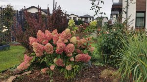 Сажаю метельчатую гортензию. Опора для гортензии, простая и быстрая. 23.08.2025. Ленинградская обл