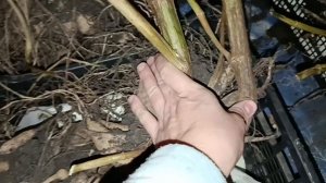 САДИМ ЧЕСНОК, МНОГО ЛЕТ Я ЭТИМ НЕ ЗАНИМАЛИСЬ 🤦♀️РЕШИЛА ПОПРОБОВАТЬ.