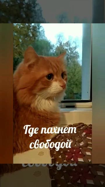 Нильс 🐱 - забавный рыжий кот.