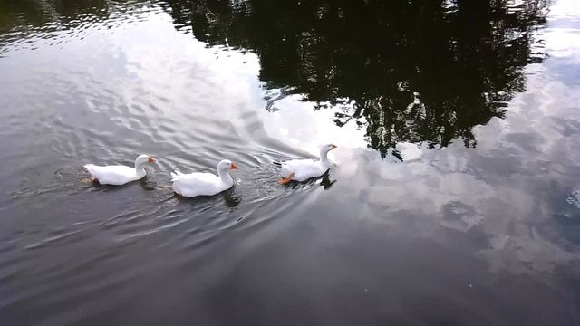 Море чудес. Первая тройка игроков.