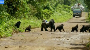 Самец гориллы перевёл свою семью через дорогу