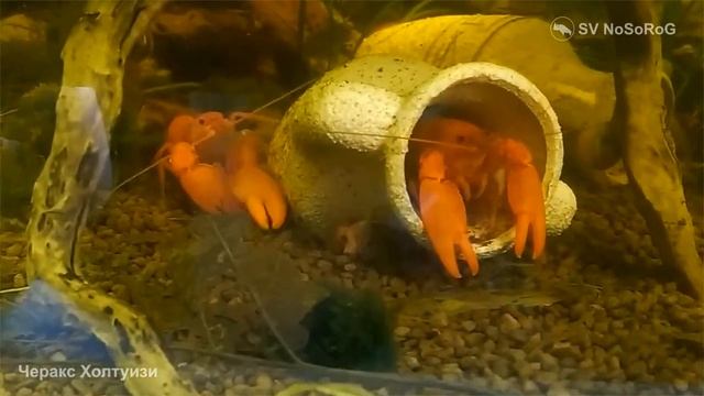 Почему Абрикосовый рак — Cherax holthuisi миролюбиво сосуществует с мелкими ракообразными ? смотреть онлайн