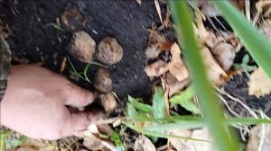 Грибалка, тихая охота, выкапываем грибы..))🍄🍄🍄, топольки, подтополенки 🪵