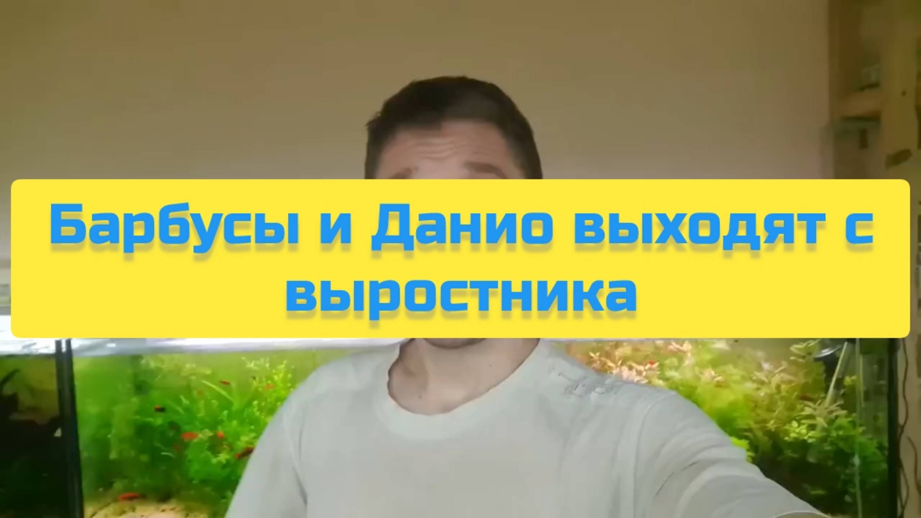 БАРБУСЫ И ДАНИО ВЫХОДЯТ С ВЫРОСТНИКА смотреть онлайн