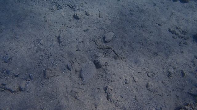 пятнистый ботус Bothus pantherinus