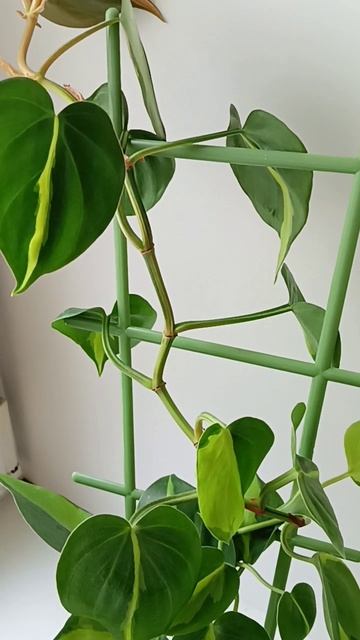 Филодендрон Бразил смотреть онлайн