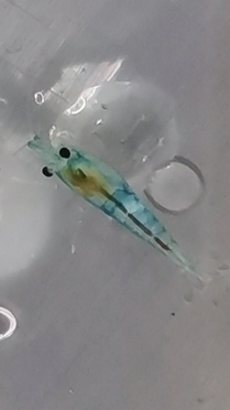 Аквариумные креветки Голубая Жемчужина или Желе в городе Курск с отправкой в регионы! смотреть онлайн