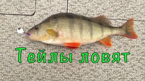 Окунь на ТЕЙЛ-СПИННЕРЫ. Где дача, там и рыба.