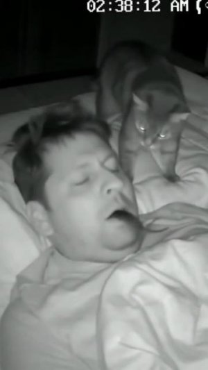 Какие же коты заботливые