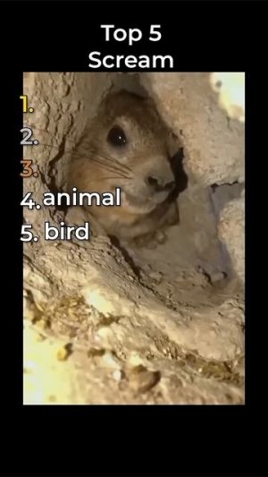 топ 5 скримеров в мире