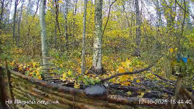 🍂ОКТЯБРЬ в ЛЕСУ онлайн #Relaxing #природа #звуки леса #птицы #погода🍁 смотреть онлайн