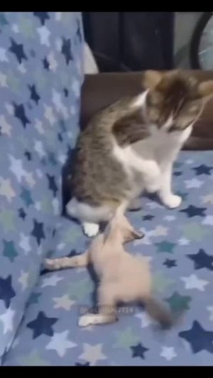 Кошки забияки 🐈