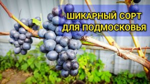 Сверхранний столовый венгерский сорт винограда НЕРО порадует северного виноградаря 🍇