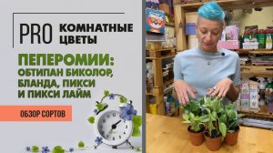 Обзор растений: Пеперомии Бланда, Обтипан Биколор, Пикси и Пикси Лайм. 4 сорта в одном видео.