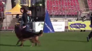 3 Отл. BUCK v. Turkenkopf +++ №1018. BZSZ 2025 немецких овчарок