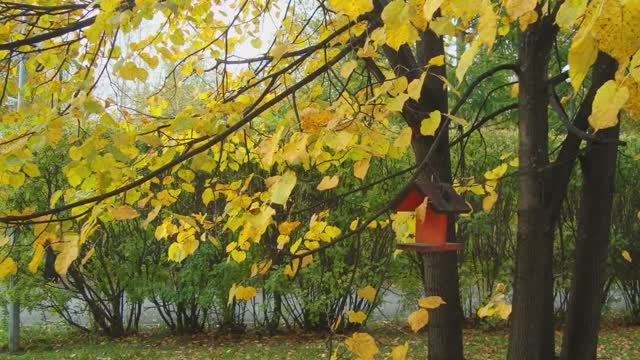 Осень в Тюменских скверах. Сквер Депутатов смотреть онлайн