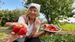 Как живут на Кубани | Клубника в октябре - это чудо | Пересадка шалфея