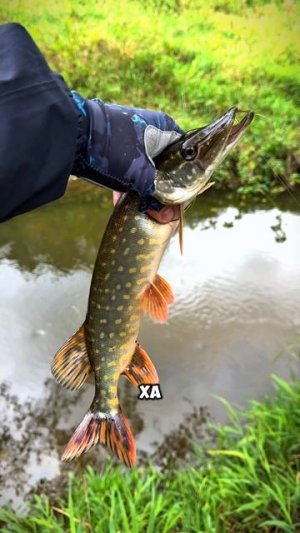 А ВОТ и ЩУЧЕНЦИЯ 🐊 #рыбалка #спиннинг #щука #микроджиг #поклевка