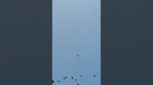 Агасиевские голуби 11.10.25г. часть 2