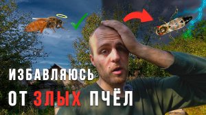 Зря я это сделал? Итог эксперимента со сменой породы пчел. Цифры и факты. Ч.2