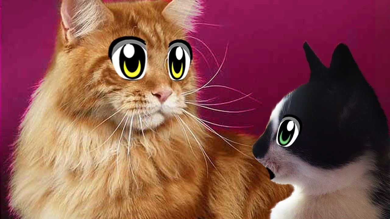 РОЗЫГРЫШ ОГРОМНОГО КОТА ГУГЛА [2019] смотреть онлайн