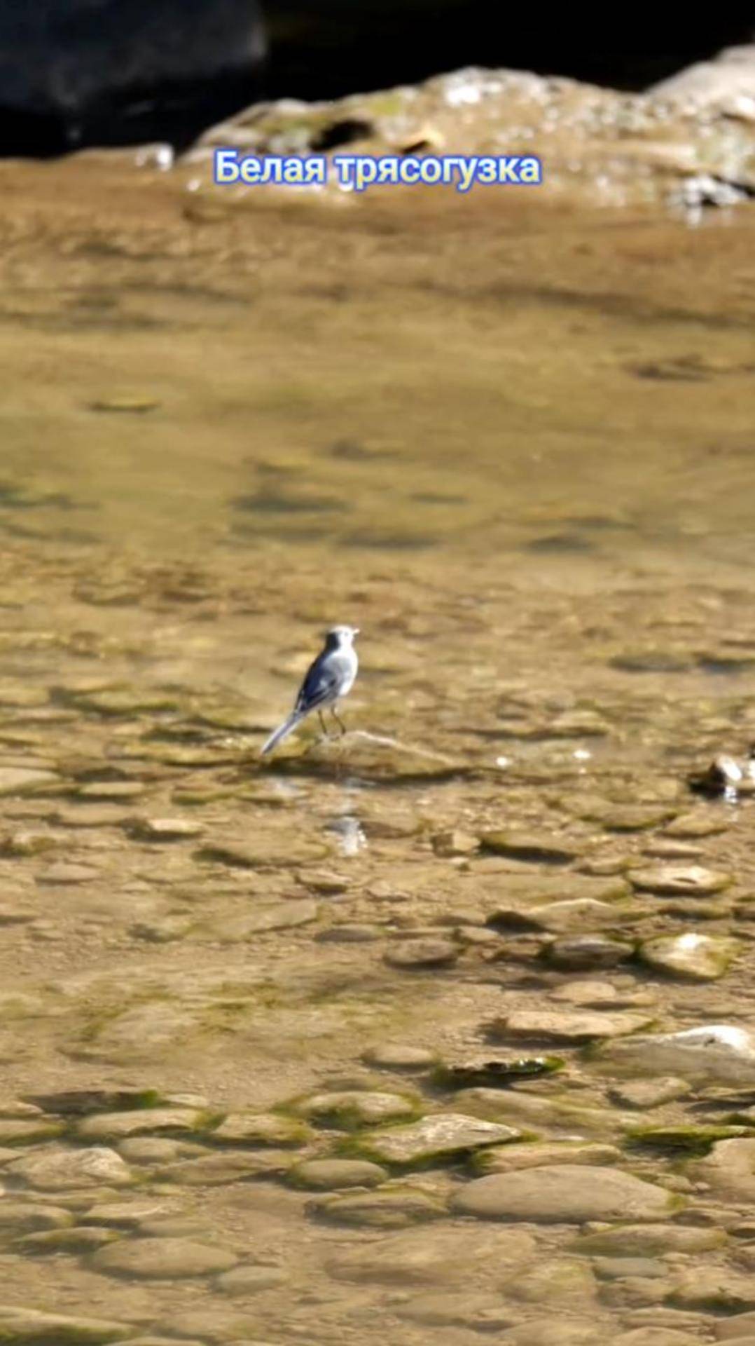 Трясогузка белая