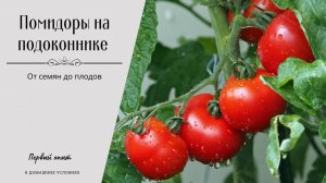 Помидоры на подоконнике