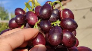 КИШМИШ ЛЕОН!!!🍇🍇🍇 ИНТРИГА СЕЗОНА 2025!!! Telegram, WhatsApp и Vlber +79528500417.