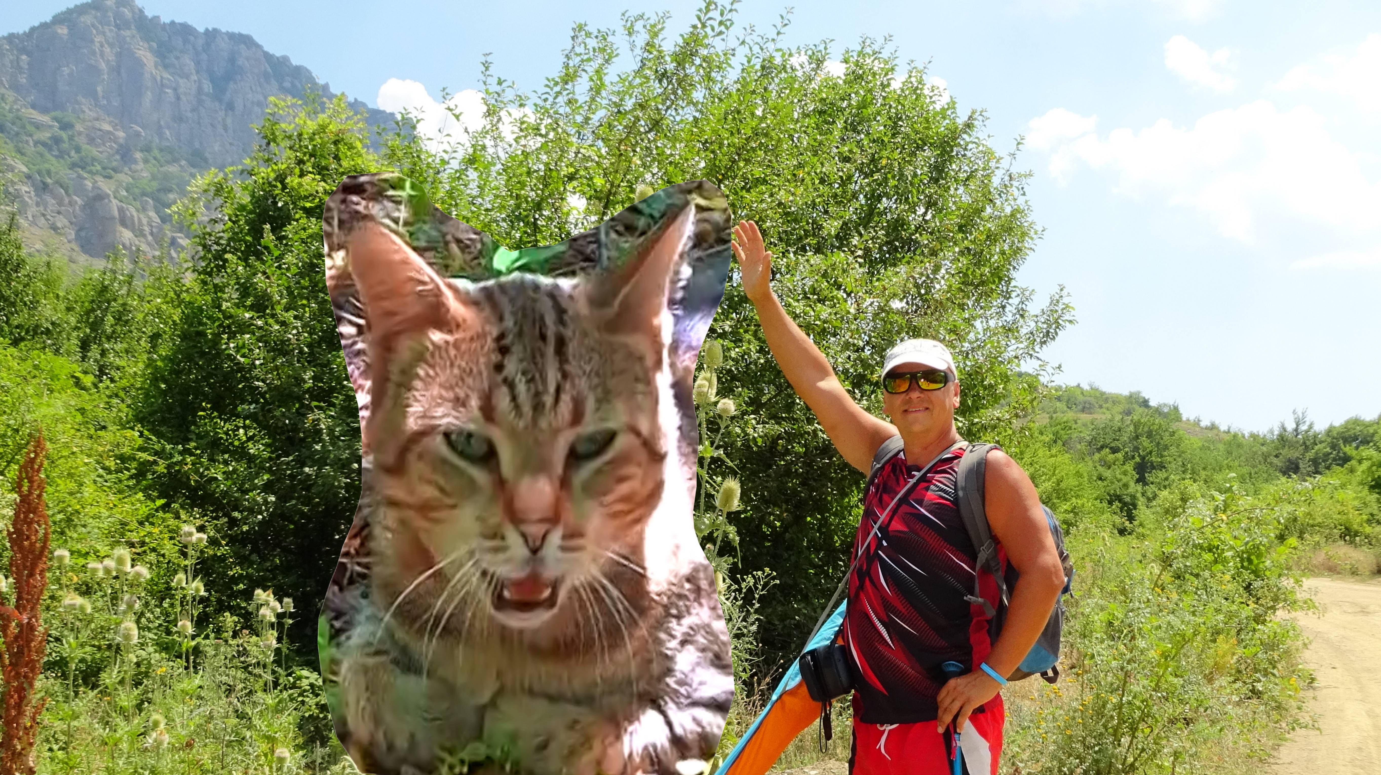 Лесной кот живёт на склонах горы Демерджи. смотреть онлайн