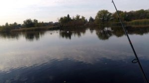 Рыбалка среди лебедей и уток