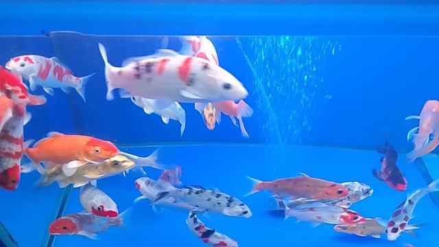 аквариумные рыбки 🐠