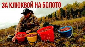 Грибник нашёл в лесу болото и обалдел! Здесь не ступала нога человека! Сбор ягоды клюквы осенью 2025