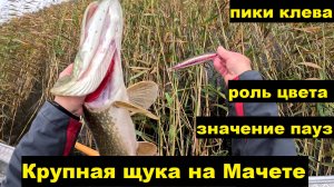 Трофеи на Мачете. Пики клева. Значение паузы. 35 цвет.