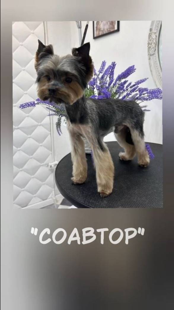 Соавтор смотреть онлайн