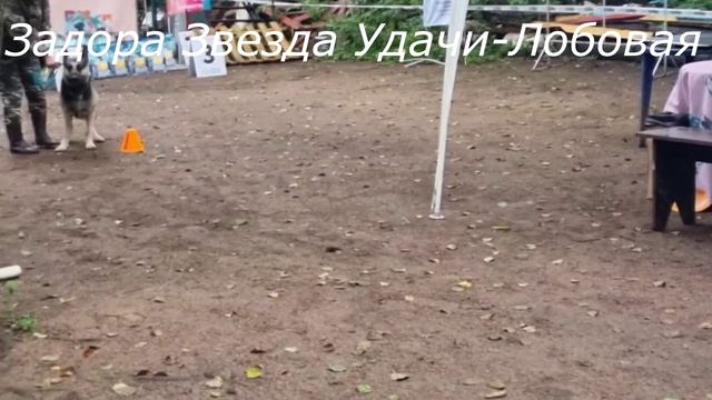 ЗАДОРА-выражено ПРК ЦВЕО 21.09.25 смотреть онлайн