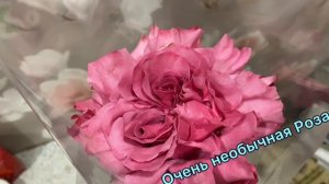 Очень красивая и необычная роза!