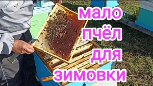 Слабые семьи пчёл на пасеке осенью. Что делать? Пчеловодство!