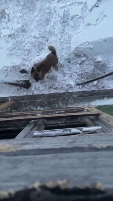 Миша в гости пришёл.