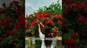 ❤️❤️новая турецкая песня💫💫