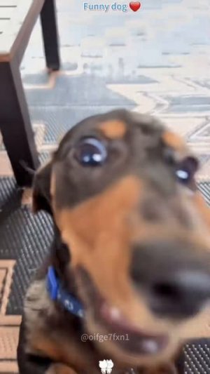 Прикольные Собаки