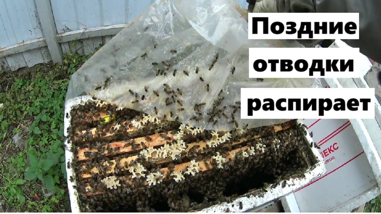 Поздние отводки набрали силу и корма для зимовки. смотреть онлайн