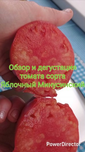 Обзор_и_дегустация_томата_сорта_Яблочный_Минусинский