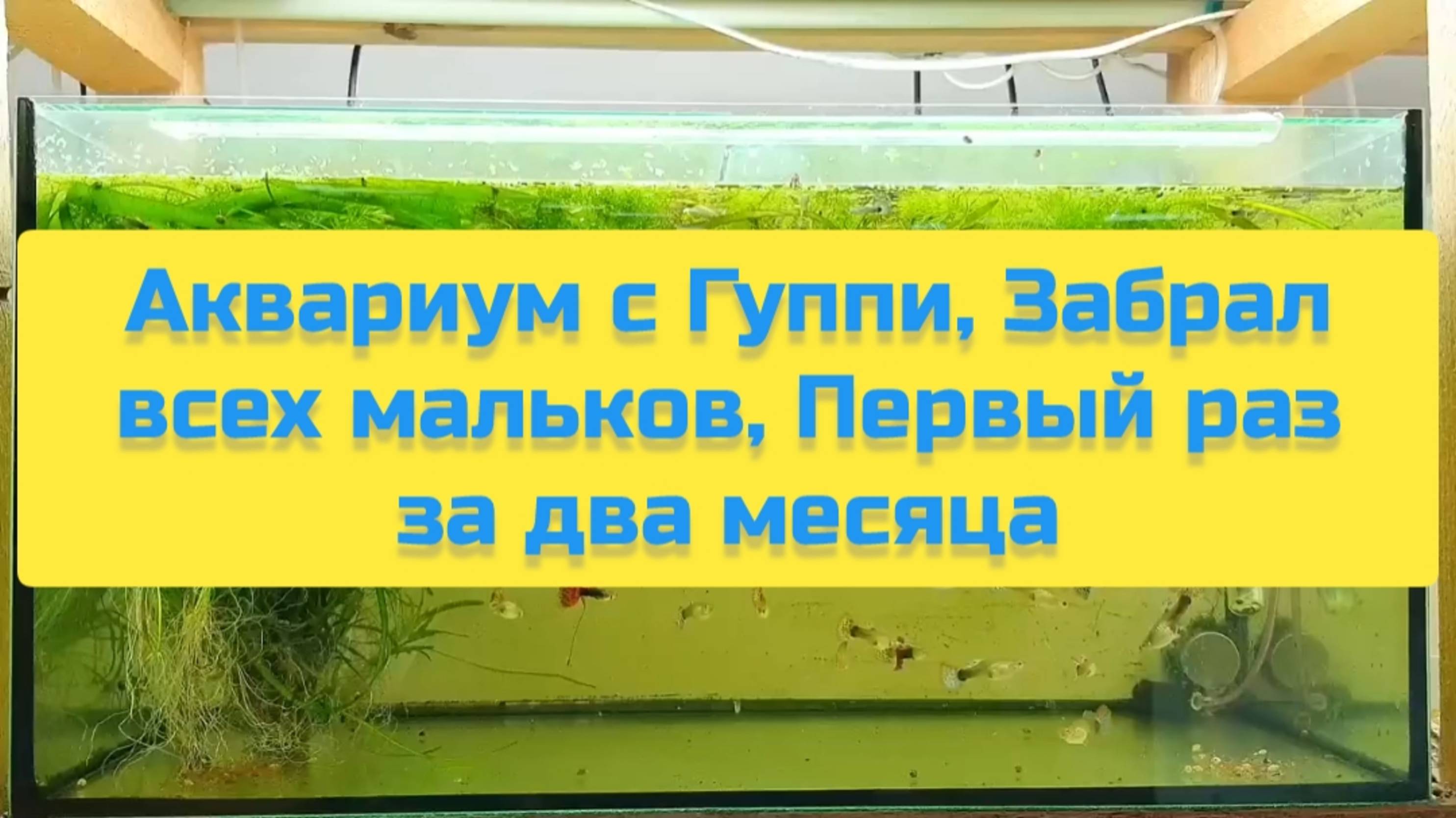 АКВАРИУМ С ГУППИ, ЗАБРАЛ ВСЕХ МАЛЬКОВ, ПЕРВЫЙ РАЗ ЗА ДВА МЕСЯЦА смотреть онлайн
