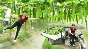 Собираю тыкву Люффе и везу ее продавать на сельский рынок. Жизнь во Вьетнаме