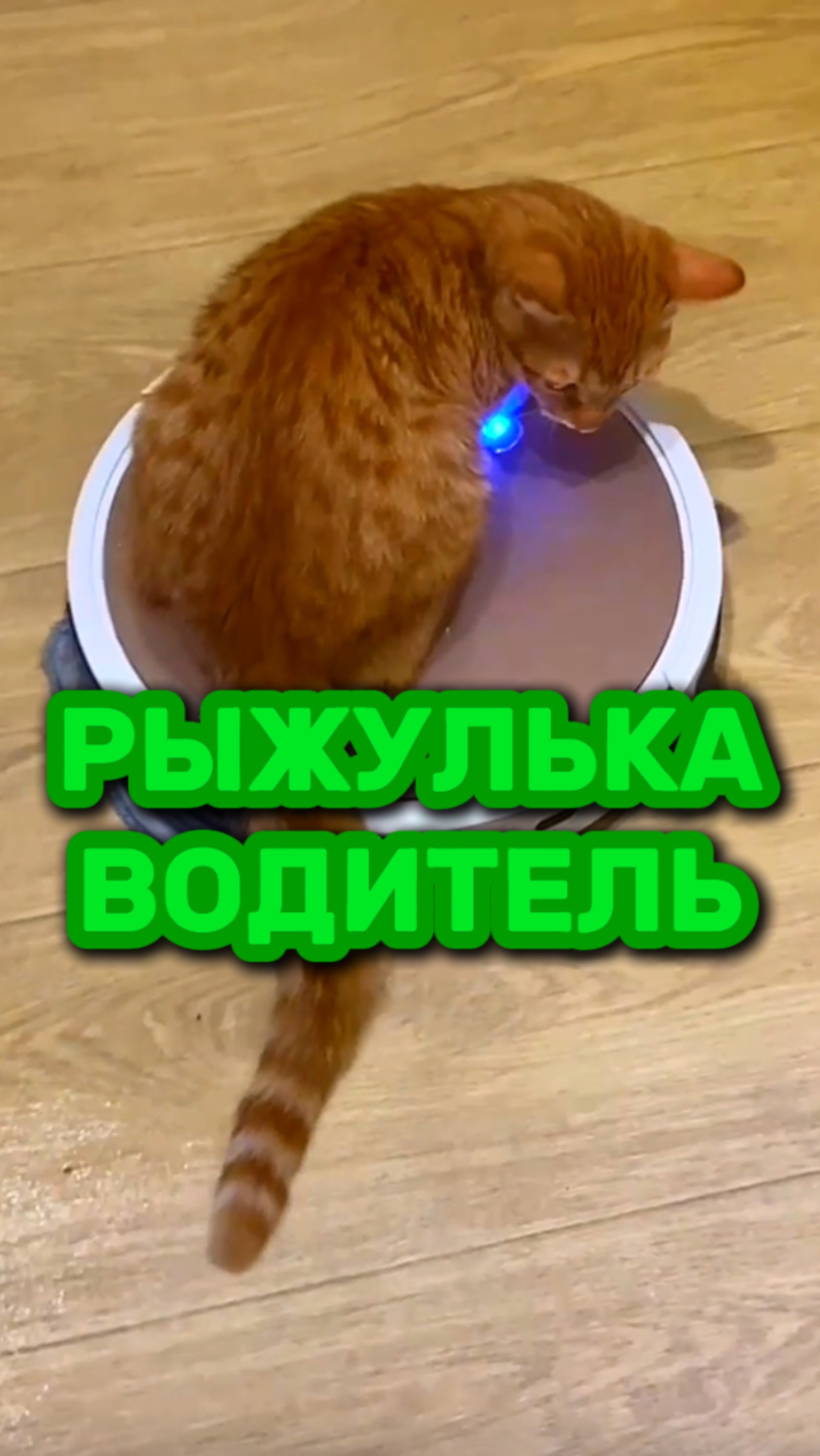 Кот Учёный и Рыжулька водитель🐈 смотреть онлайн