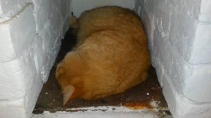 Мишка спрятался