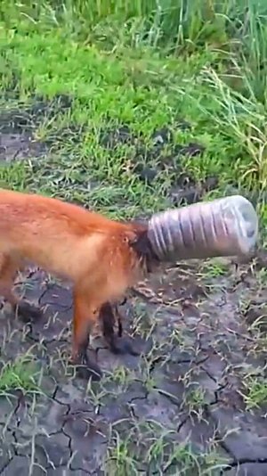 Лиса просит помощи у людей. Спасли животное.