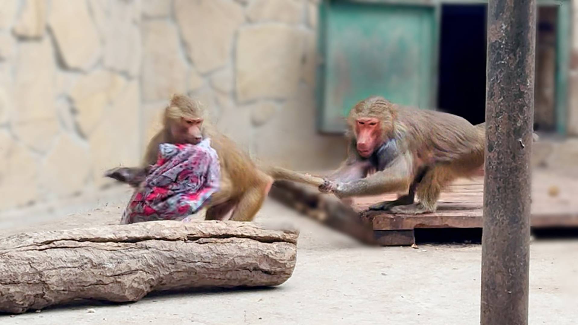 Вот это номер! Хочешь шарф - хватай Люсю за хвост и КРУТИ! Лида не дремлет! Тоже хочет быть красивой смотреть онлайн